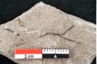 Foto (Detailansicht) von Cystoseira communis Unger (NHMW-GEO-2024-0188-6639)